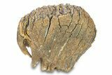 Fossil Woolly Mammoth Upper Molar - Siberia #292767-5